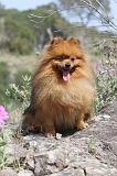 SPITZ ALLEMAND 034